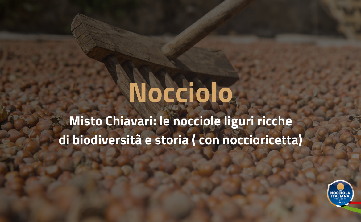 nocciole misto chiavari